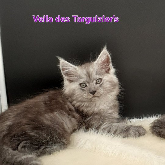 chaton Maine coon black silver blotched tabby Veila La Chatterie des targuizier's