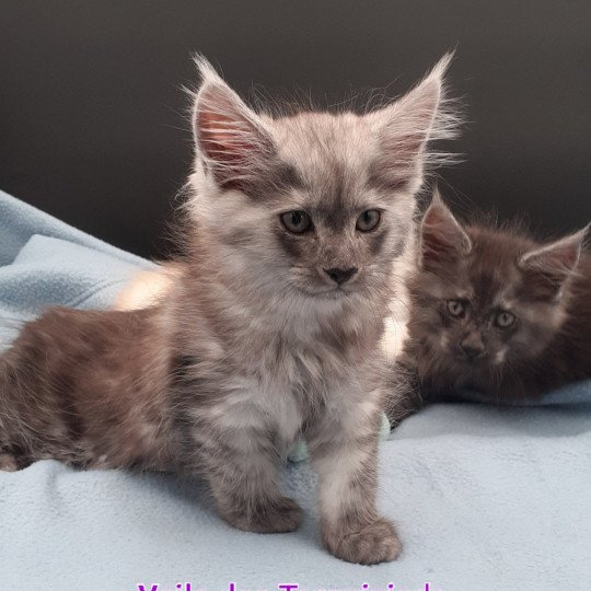 chaton Maine coon black silver blotched tabby Veila La Chatterie des targuizier's