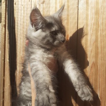 chaton Maine coon black tortie smoke Veila La Chatterie des targuizier's