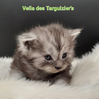 chaton Maine coon black smoke La Chatterie des targuizier's