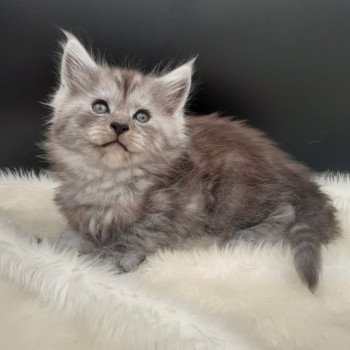 chaton Maine coon black silver blotched tabby Veila La Chatterie des targuizier's