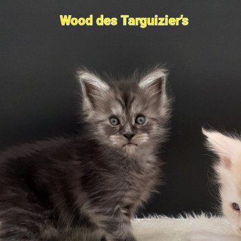 chaton Maine coon black smoke Wood La Chatterie des targuizier's