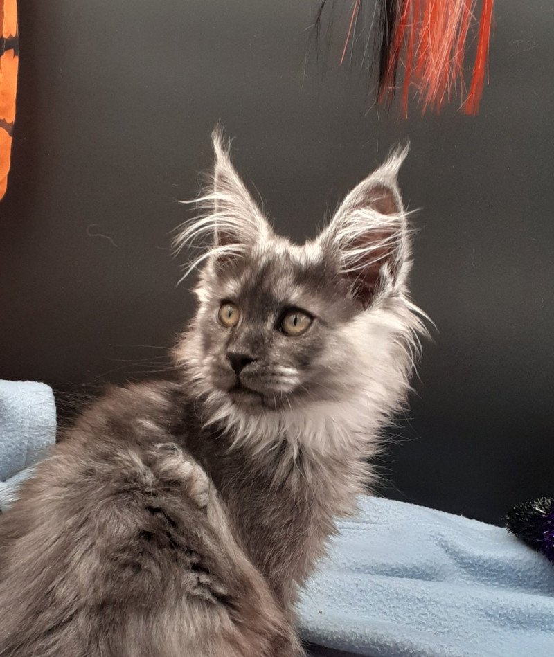 Wood Femelle Maine coon