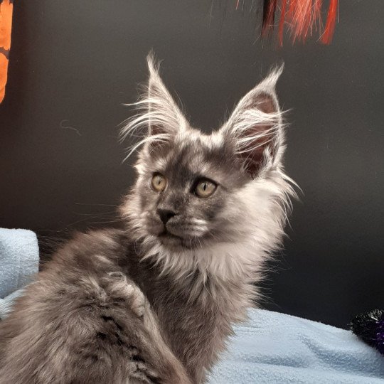 chaton Maine coon black smoke Wood La Chatterie des targuizier's