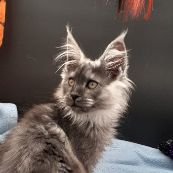 chaton Maine coon black smoke Wood La Chatterie des targuizier's