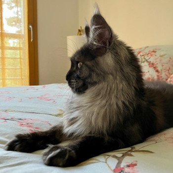 chaton Maine coon black smoke Wood La Chatterie des targuizier's chaton Maine coon black smoke Wood La Chatterie des targuizier's