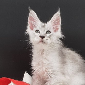 chaton Maine coon black tortie silver tabby Well La Chatterie des targuizier's