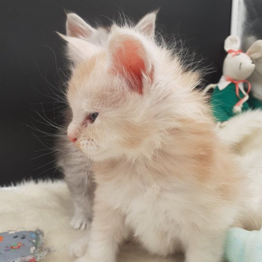 chaton Maine coon red West La Chatterie des targuizier's