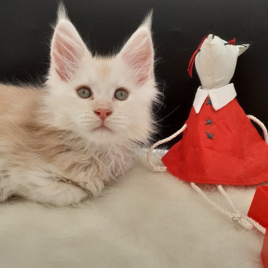 chaton Maine coon red Wesley La Chatterie des targuizier's