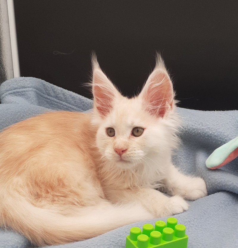 Wesley Mâle Maine coon