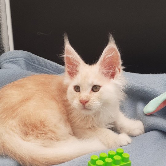 chaton Maine coon red Wesley La Chatterie des targuizier's