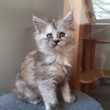 chaton Maine coon black tortie smoke Arya La Chatterie des targuizier's chaton Maine coon black tortie smoke Arya La Chatterie des targuizier's