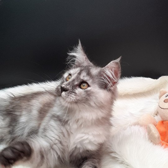 chaton Maine coon black tortie smoke Arya La Chatterie des targuizier's