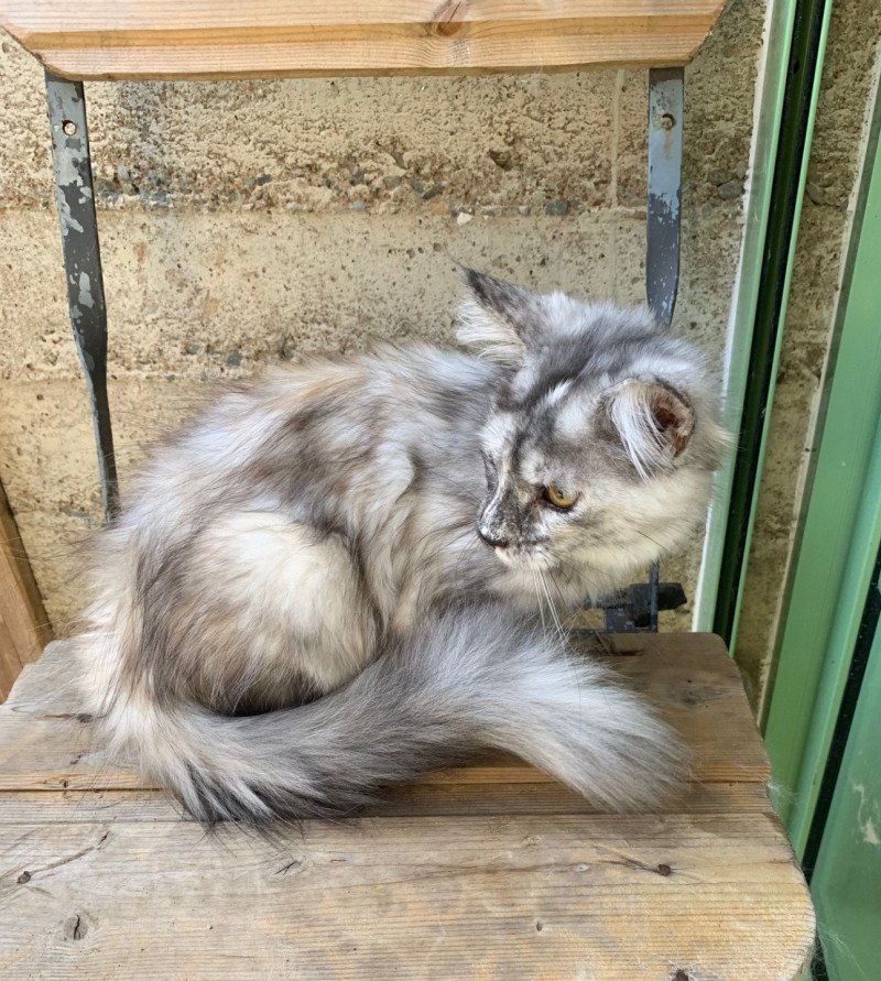 Arya Femelle Maine coon