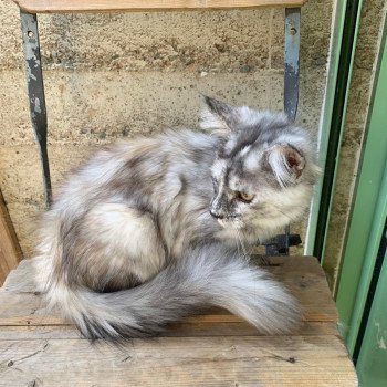 chaton Maine coon black tortie smoke Arya La Chatterie des targuizier's chaton Maine coon black tortie smoke Arya La Chatterie des targuizier's
