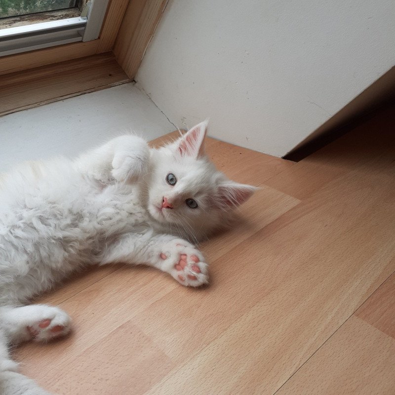 Ansou Mâle Maine coon