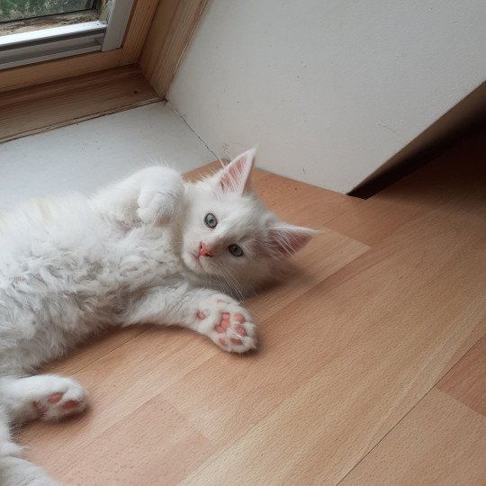 Ansou Mâle Maine coon