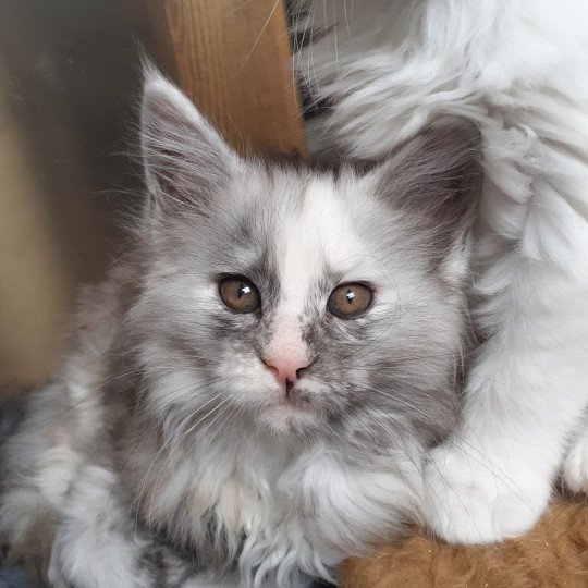 Aloha Femelle Maine coon