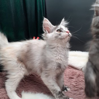 chaton Maine coon black tortie smoke Aloha La Chatterie des targuizier's chaton Maine coon black tortie smoke Aloha La Chatterie des targuizier's