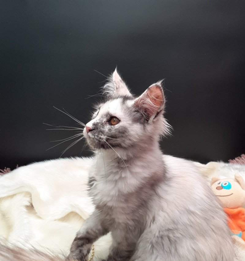 Aloha Femelle Maine coon