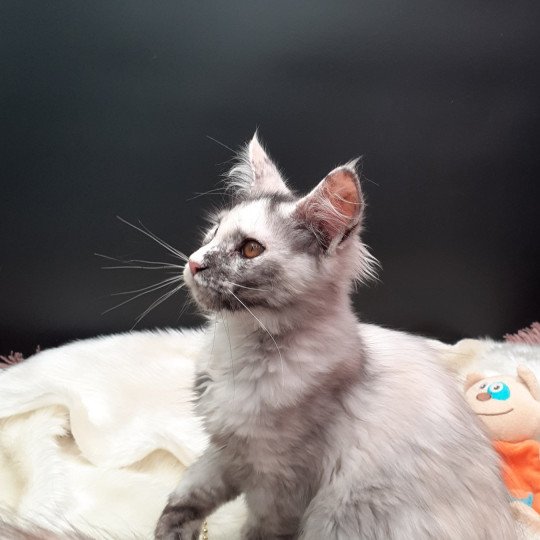 chaton Maine coon black tortie smoke Aloha La Chatterie des targuizier's