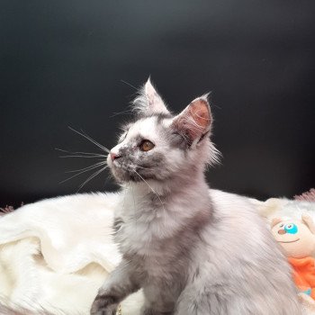 chaton Maine coon black tortie smoke Aloha La Chatterie des targuizier's chaton Maine coon black tortie smoke Aloha La Chatterie des targuizier's