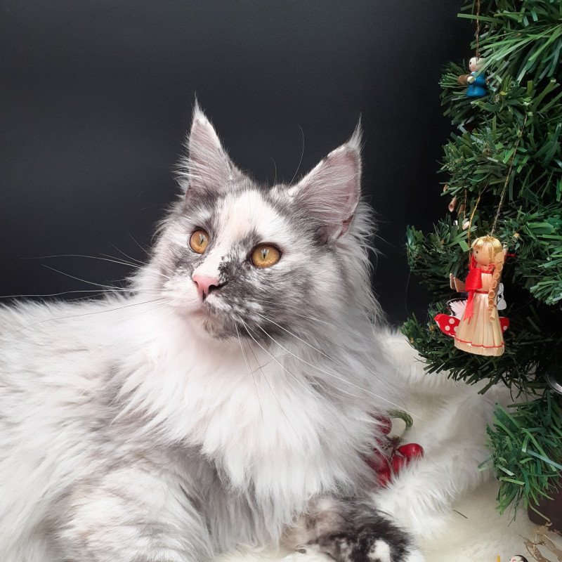 Aloha Femelle Maine coon
