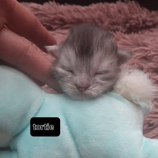 chaton Maine coon black tortie smoke La Chatterie des targuizier's