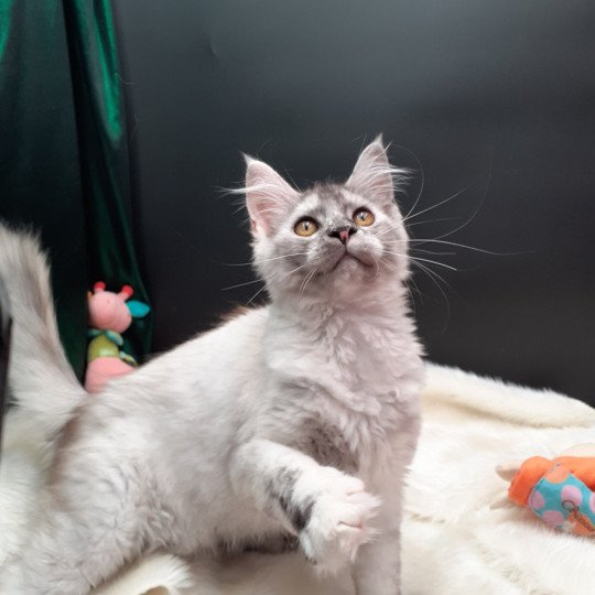 chaton Maine coon black tortie smoke Abby La Chatterie des targuizier's