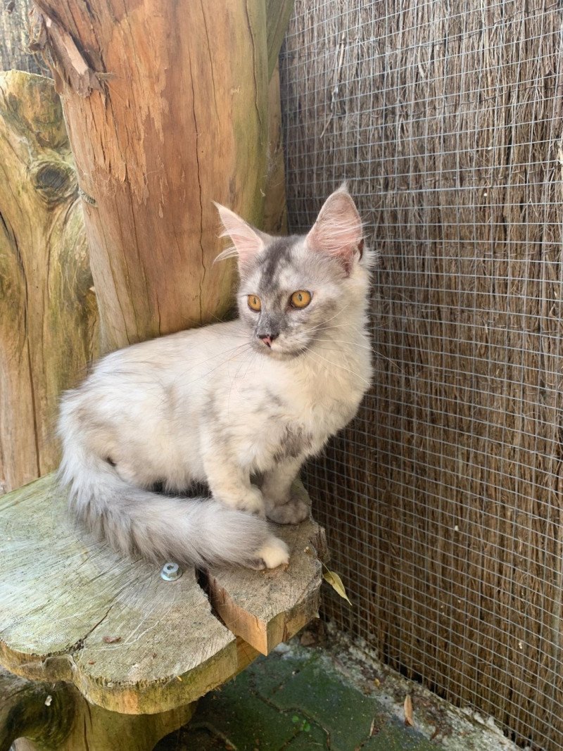Abby Femelle Maine coon
