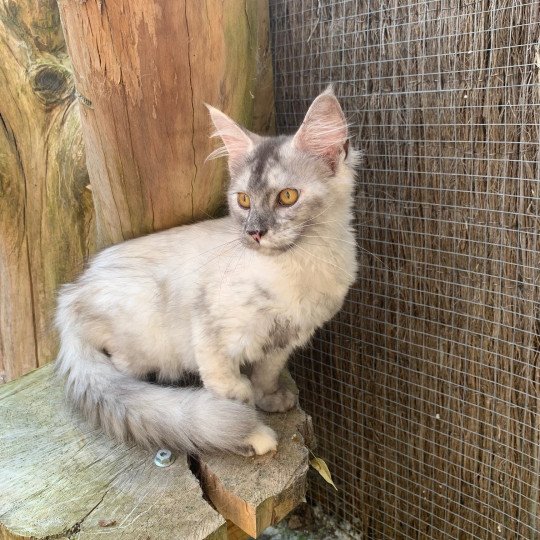 chaton Maine coon black tortie smoke Abby La Chatterie des targuizier's