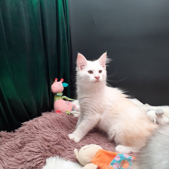 Atoll Mâle Maine coon