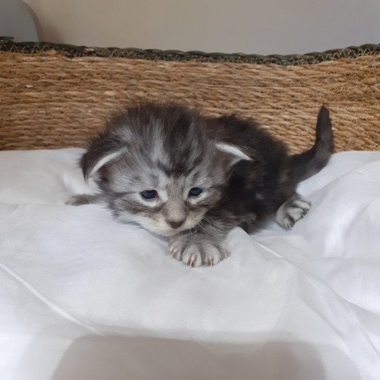 chaton Maine coon black silver blotched tabby La Chatterie des targuizier's
