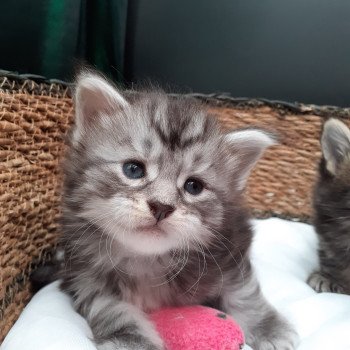 chaton Maine coon black silver blotched tabby La Chatterie des targuizier's chaton Maine coon black silver blotched tabby La Chatterie des targuizier's