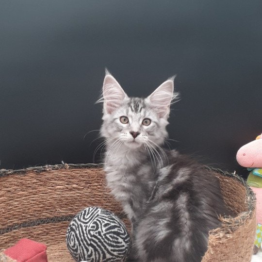 Anatole Mâle Maine coon