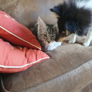 chaton Maine coon black silver blotched tabby Anatole La Chatterie des targuizier's chaton Maine coon black silver blotched tabby Anatole La Chatterie des targuizier's