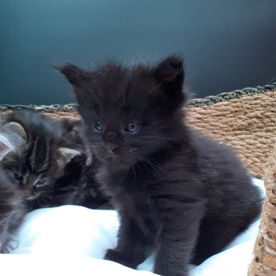 chaton Maine coon black La Chatterie des targuizier's