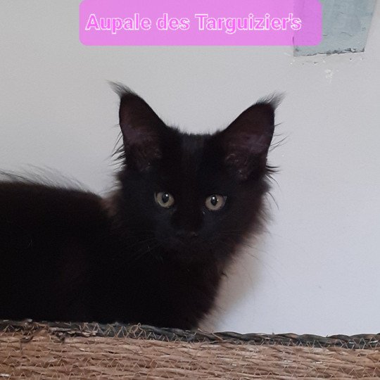 chaton Maine coon black Aupale La Chatterie des targuizier's chaton Maine coon black Aupale La Chatterie des targuizier's