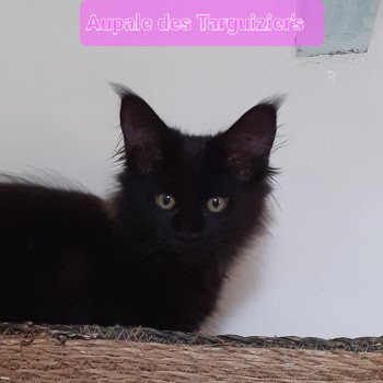 chaton Maine coon black Aupale La Chatterie des targuizier's chaton Maine coon black Aupale La Chatterie des targuizier's