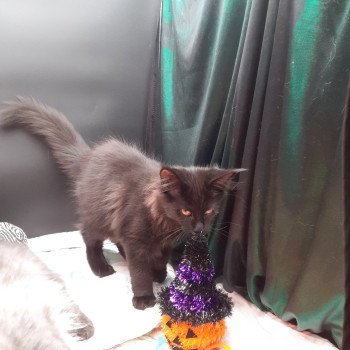 chaton Maine coon black Aupale La Chatterie des targuizier's chaton Maine coon black Aupale La Chatterie des targuizier's