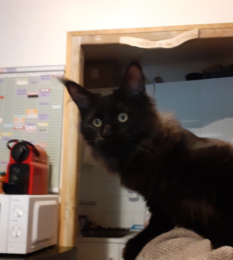 Aupale Femelle Maine coon