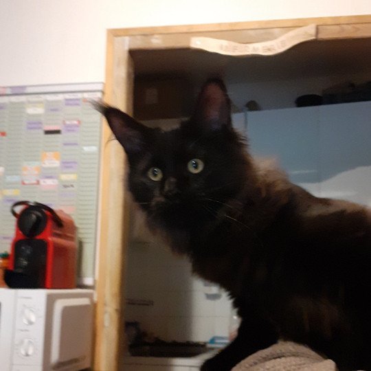 Aupale Femelle Maine coon