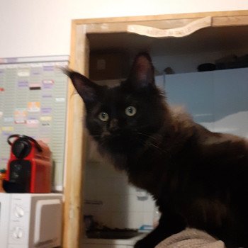 chaton Maine coon black Aupale La Chatterie des targuizier's