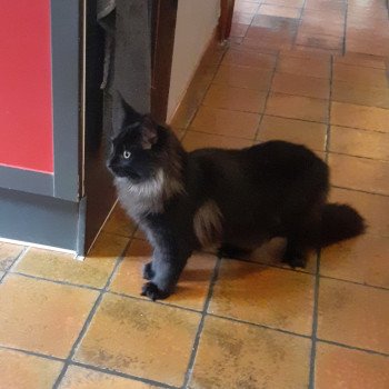 chaton Maine coon black Aupale La Chatterie des targuizier's