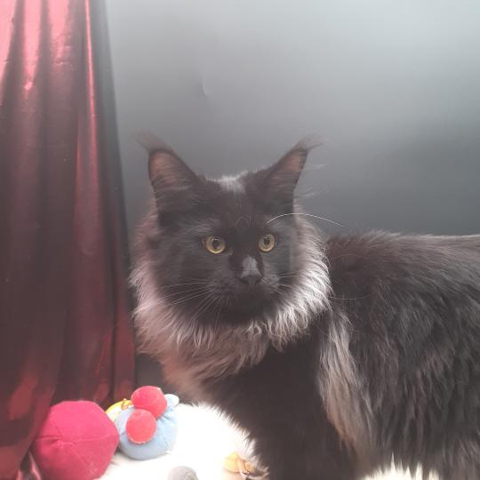 chaton Maine coon black Aupale La Chatterie des targuizier's
