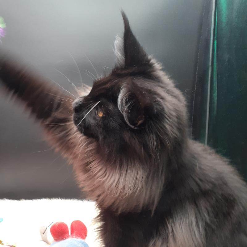 Aupale Femelle Maine coon