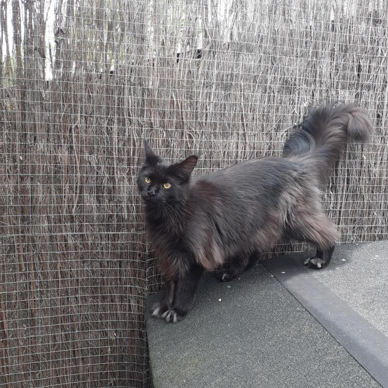 Aupale Femelle Maine coon