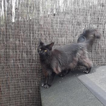 chaton Maine coon black Aupale La Chatterie des targuizier's