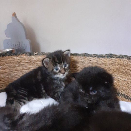 chaton Maine coon brown tabby La Chatterie des targuizier's