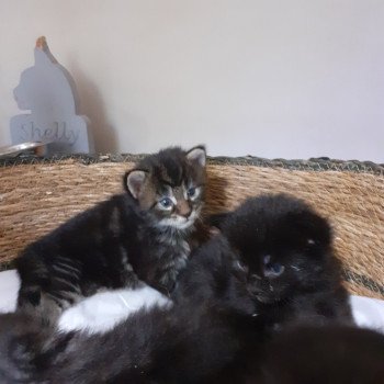 chaton Maine coon brown tabby La Chatterie des targuizier's chaton Maine coon brown tabby La Chatterie des targuizier's